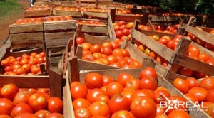 Productores celebran exportación de 30 mil kilos de tomate a Argentina | Unicanal
