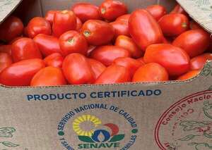 Primera exportación de tomates paraguayos a Argentina: aseguran producción todo el año  - ABC Rural - ABC Color