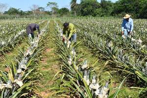 Piñeros de Guayaybí preparan cosecha del producto - ABC Rural - ABC Color