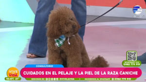 Cuidados en el pelaje y la piel de la raza caniche