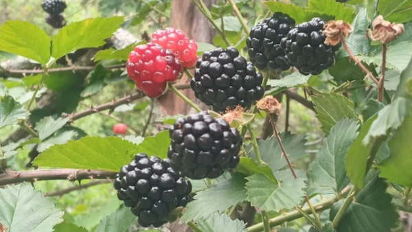 Paraguay también es fértil para las zarzamoras: desde Pirayú una familia cultiva la fruta con éxito