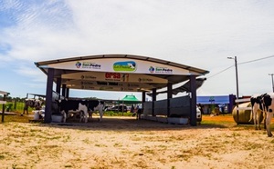 El Rodeo realiza la venta de ganado lechero, este jueves en la Feria Agropecuaria San Pedro
