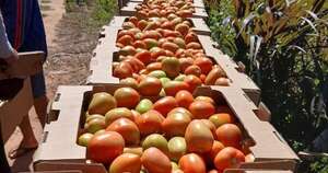 La Nación / Nuevos mercados resolverán la superproducción de tomate