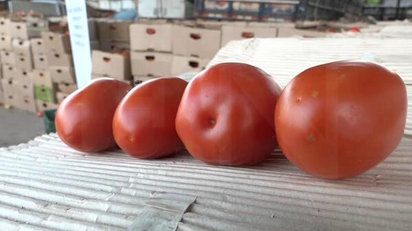 Paraguay logra exportar 30.000 kilogramos de tomate a Argentina