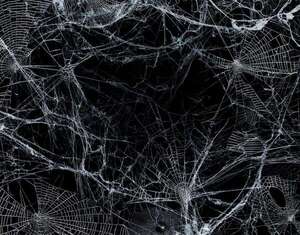 Descubren en una cueva una telaraña con más de 100.000 arañas de dos especies - Ciencia - ABC Color