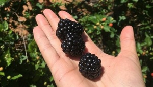 La exitosa producción familiar y orgánica de zarzamoras en Pirayú