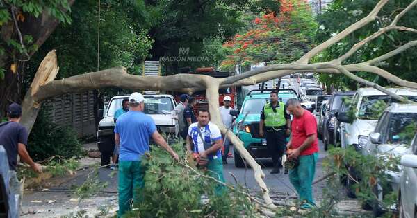 Diario HOY | Conductor chocó contra una rama y árbol cayó sobre dos vehículos