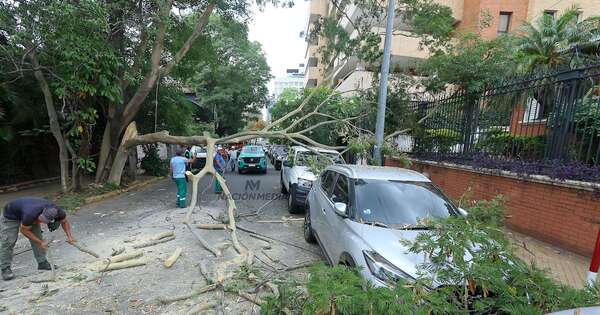 La Nación / Un frondoso árbol cayó sobre autos estacionados en barrio Recoleta