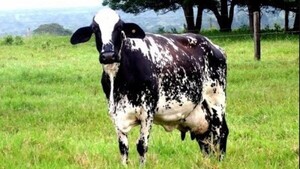 Compró vaca a cuotas y cuatreros la faenaron la misma noche que terminó de pagar