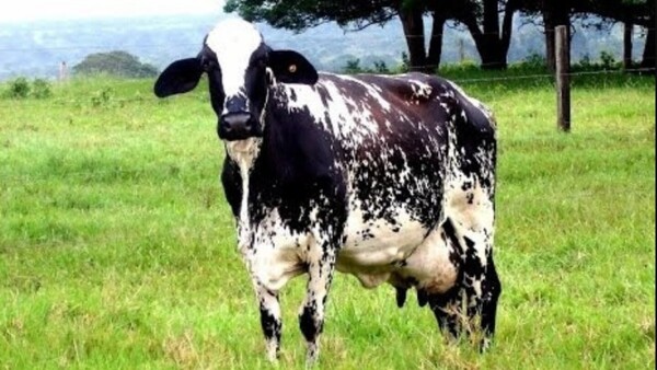 Compró vaca a cuotas y cuatreros la faenaron la misma noche que terminó de pagar