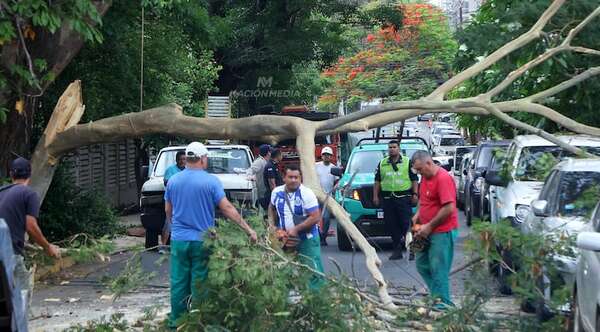 Accidente provoca caída de árbol y genera caos vehicular en Recoleta