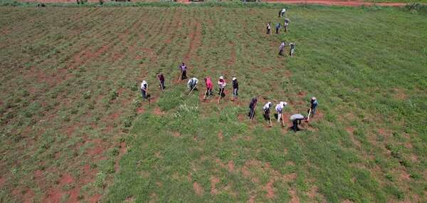 Campesinos de San Pedro anuncian que el 5 de diciembre invadirán tierras de Senabico - Nacionales - ABC Color