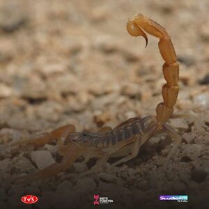 SALUD EMITE ALERTA POR AUMENTO DE ALACRANES EN ITAPÚA - «TVS DIGITAL»