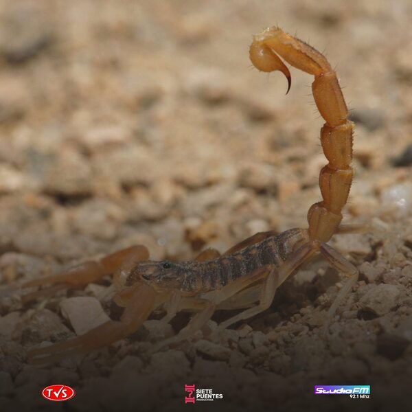 SALUD EMITE ALERTA POR AUMENTO DE ALACRANES EN ITAPÚA - «TVS DIGITAL»