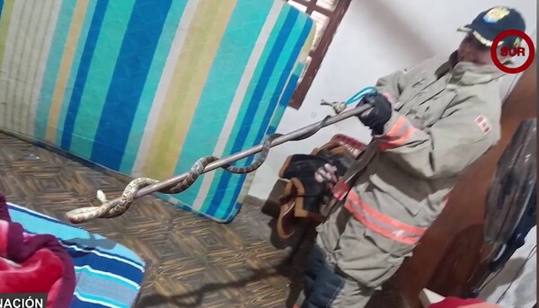 Popular / (VIDEO) ¡Sustazo! ¡Encontró una yarará en su ropero!