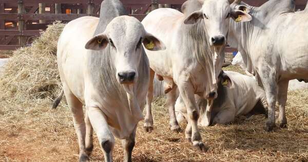 La Nación / San Pedro refuerza su potencial productivo en la segunda edición de la Feria Agropecuaria