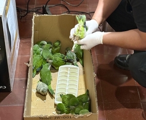 Rescatan 22 pichones de cotorra con signos de maltrato en Ciudad del Este