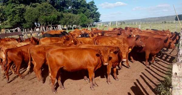 La Nación / Cabaña uruguaya adoptó genética de la raza Senepol para mejorar sus rodeos
