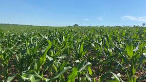Maíz sembrado en Marina Cue con apoyo de UGP registra buen ritmo de crecimiento