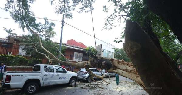 La Nación / Árbol cayó a causa del roce de una grúa y generó percances