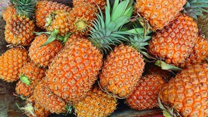 Piña Paraguaya Vuelve a Competir: Mejora Calidad y Exporta