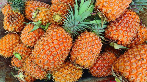 Piña Paraguaya Vuelve a Competir: Mejora Calidad y Exporta