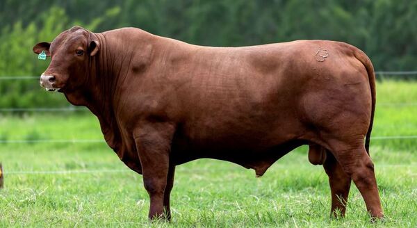 Utilizan Senepol paraguayo para mejorar rodeos en el Uruguay