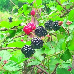 Zarzamora Artesanal: La Historia de un Cultivo en Pirayú