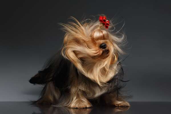 ¿Brillo instantáneo para tu mascota? Lo que realmente importa para un pelaje saludable - Mascotas - ABC Color