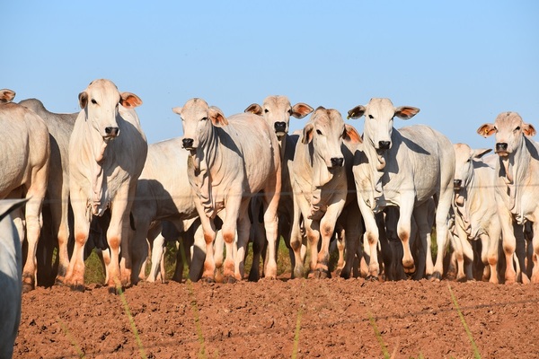 Ganaderos entregan al Senacsa una hoja de ruta de acción para la prevención de la fiebre aftosa y la transición sanitaria