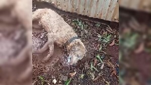 Desconocidos habrían envenenado a un perro