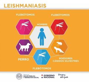 LEISHMANIASIS: DESAFÍOS Y AVANCES EN COMUNIDADES DEL DEPARTAMENTO DE ITAPÚA - «TVS DIGITAL»