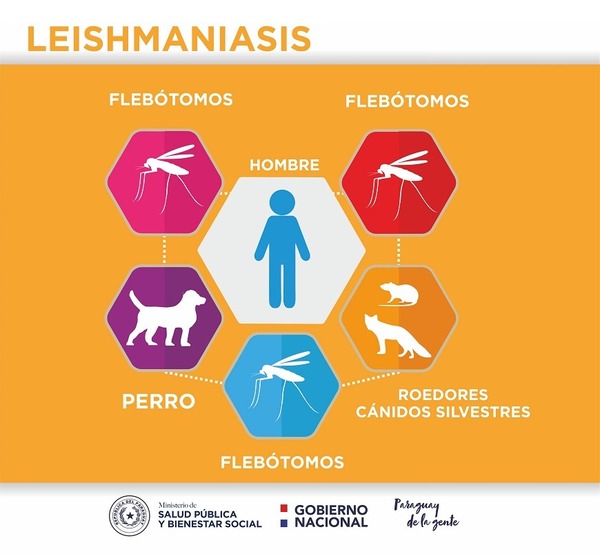 LEISHMANIASIS: DESAFÍOS Y AVANCES EN COMUNIDADES DEL DEPARTAMENTO DE ITAPÚA - «TVS DIGITAL»