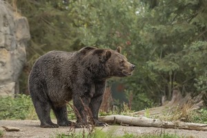 Japón despliega ejército para combatir incremento de ataques de osos | Unicanal