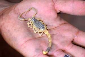 Cuidado con los alacranes: la humedad y el calor propician su reproducción - Nacionales - ABC Color