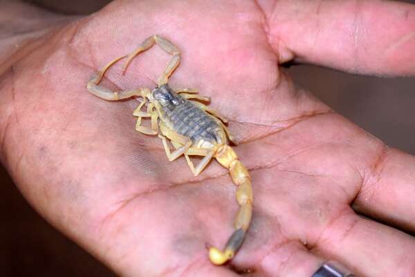 Cuidado con los alacranes: la humedad y el calor propician su reproducción - Nacionales - ABC Color