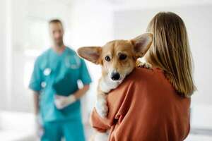 Impacto emocional del diagnóstico negativo: cómo los animales perciben la preocupación humana - Mascotas - ABC Color