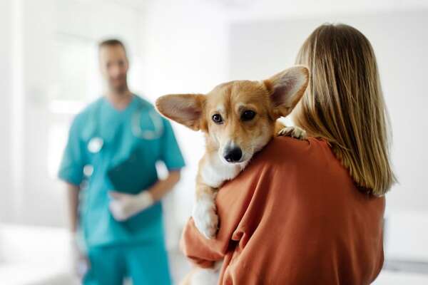 Impacto emocional del diagnóstico negativo: cómo los animales perciben la preocupación humana - Mascotas - ABC Color