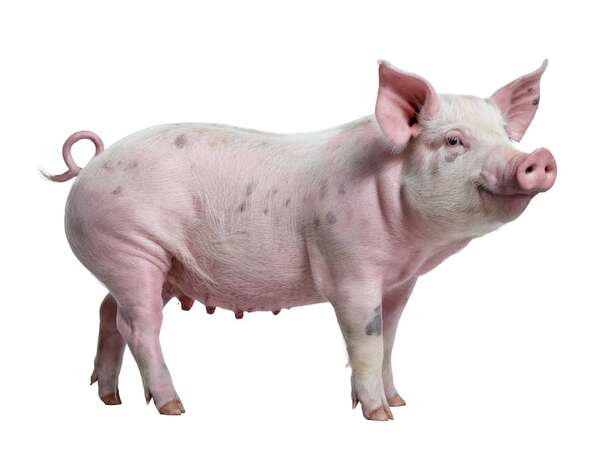 Xenotrasplantes: un paso adelante en la aceptación de riñones de cerdo genéticamente modificados - Ciencia - ABC Color