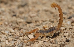 Aumenta la presencia de alacranes por calor y humedad en el país