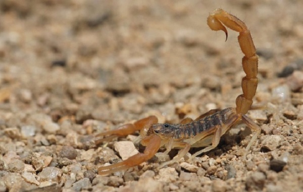 Aumenta la presencia de alacranes por calor y humedad en el país