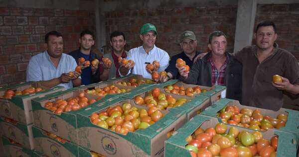 La Nación / Reactivan exportaciones de tomate de alta calidad a Argentina