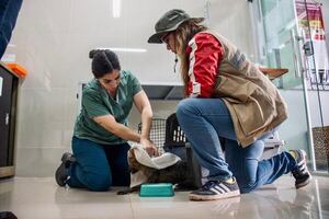 Rescatan a ejemplar de aguara´i en Itauguá - Nacionales - ABC Color