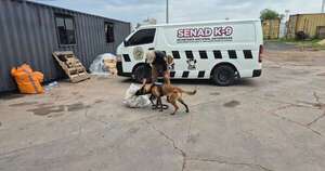 La Nación / Detectan presunta marihuana marroquí en encomienda hallada en aeropuerto