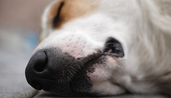 Confirman condena por matar a perrita en Capiata