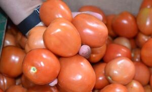 Paraguay reinicia exportación de tomates a la Argentina con 90.000 kilos