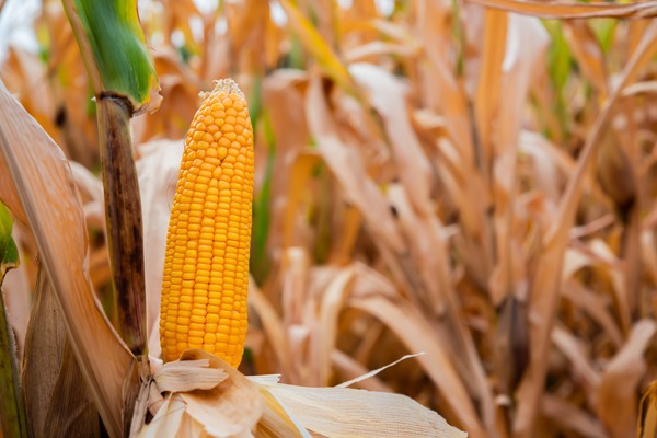 Mayor producción de maíz y trigo eleva las proyecciones de crecimiento a 5,3% para el 2025  - MarketData