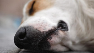 Confirman condena por matar a perrita en Capiata