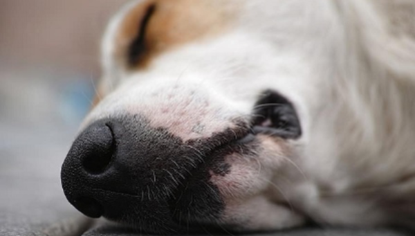 Confirman condena por matar a perrita en Capiata