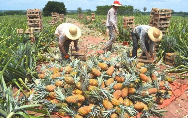 Piña paraguaya a Argentina y en 2026 buscará conquistar mercados de Chile y Uruguay